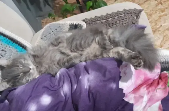 Пропала кошка на Казачьи Луга, Тюмень