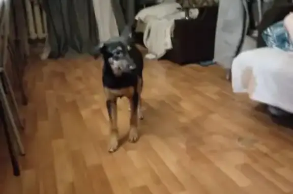 Найдена собака, Жуковский сельсовет