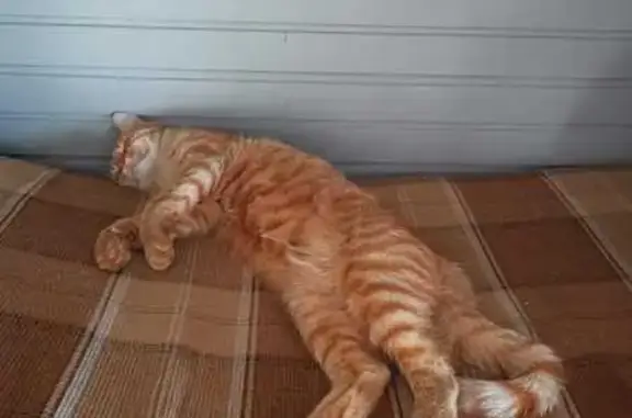 Пропала кошка, Мшинское, 1-я линия