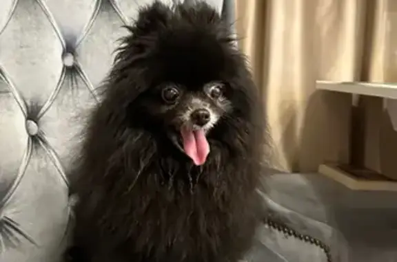 Найдена собака, Королёв, фото: Найдена собака, ул. Дзержинского 16/1, Королёв