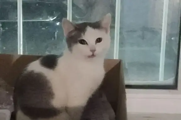 Найдена кошка, Чебоксары, фото: Кошка найдена на ул. 50 лет Октября, 19