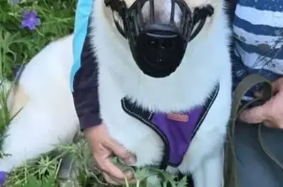 Пропала лайка, ул. Победы 24, Екатеринбург