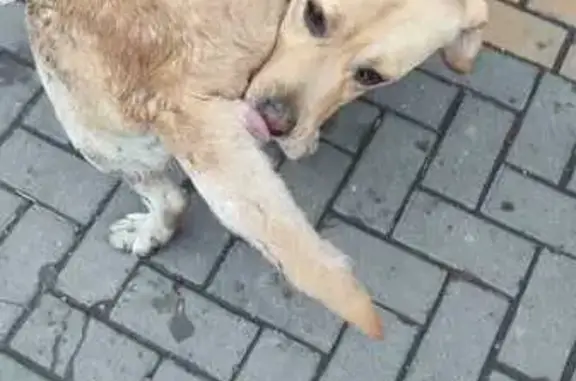 Найдена собака, Ростов-на-Дону, фото: Лабрадор найден на ул. Вавилова, Ростов-на-Дону