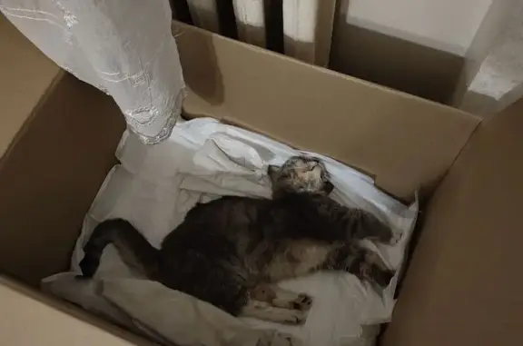 Найдена кошка, Москва, фото: Кошка найдена у плодоовощного комбината