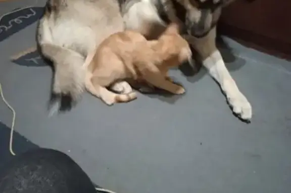 Пропала собака на ул. Долгополова, Н. Новгород