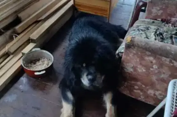 Найдена собака, Шаблыкино, фото: Собаки найдены в Шаблыкино, МО