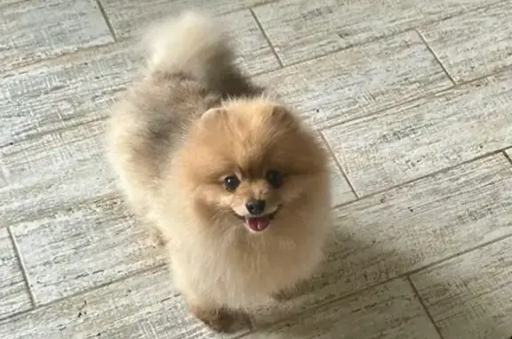 Пропала собака, Нижний Новгород