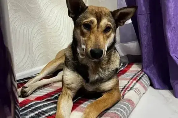 Найдена собака, Оренбург, фото: Найдена собака, ул. 1 Мая 61/3, Оренбург