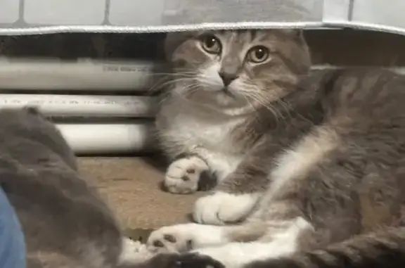 Кошки потеряшки, Няндома, фото: Потеряшка кошка, Советская ул. 54, Няндома