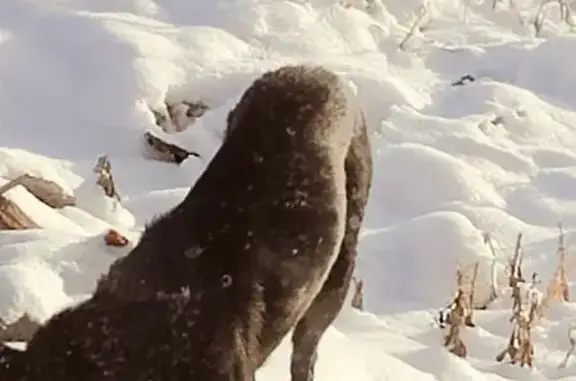 Найдена собака, Магнитогорск, фото: Найдена собака, Магнитогорск, Чел. обл.