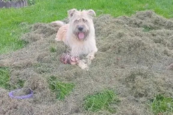 Пропала собака, Карабиха, Ярославль