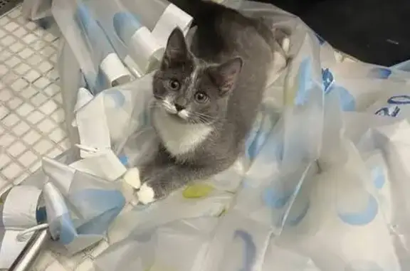 Пропала кошка, Гостиничная 4А к8, Москва