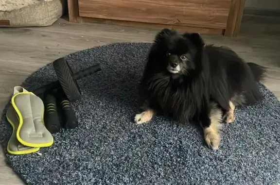 Пропала собака в Плаксино, 58К-032