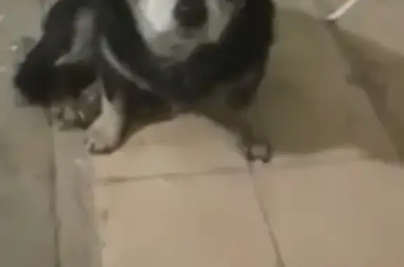 Найдена собака, Волгоград, фото: Собака найдена: Колпинская ул., Волгоград