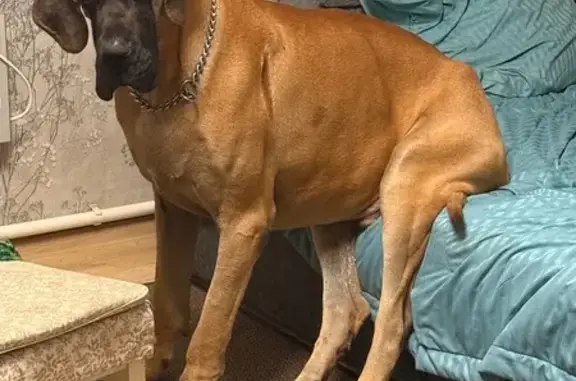 Собаки потеряшки, Широкая Балка, фото: Потеряшка собака, Широкая Балка, линия 4