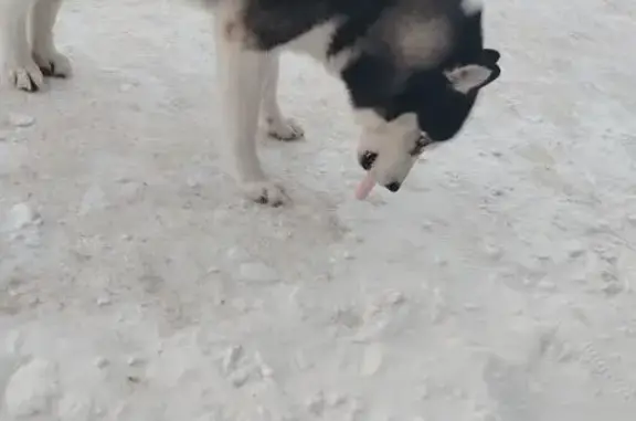 Найдена собака, Томск, фото: Хаски найден на ул. Павла Нарановича, Томск