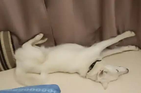 Собаки потеряшки, Бурангуловский сельсовет, фото: Потеряшка лайка, Бурангуловский с/с, РБ