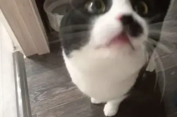 Найдена кошка, Омск, фото: Найдена кошка, 1-й Амурский пр. 3к1