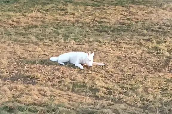 Собаки потеряшки, Уфа, фото: Потеряшка собака, Бурангуловский с/с, РБ