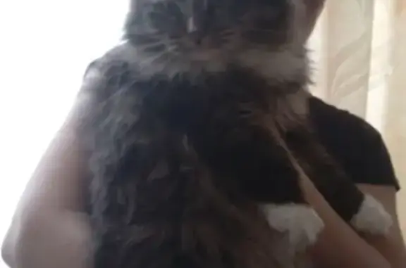 Пропал кот Барсик, ул. Циолковского, Пенза