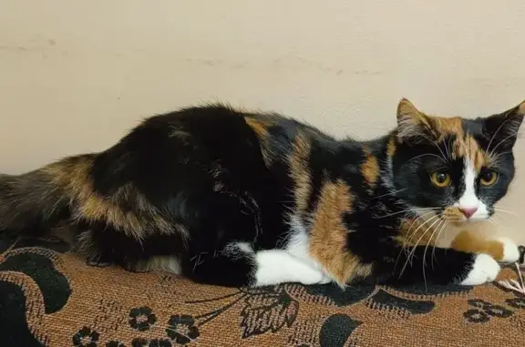 Пропала кошка, ул. Чкалова, Гатчина