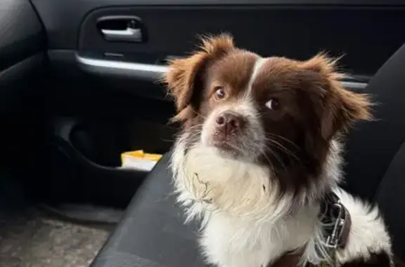 Найдена собака, Тула, фото: Найдена собака, Тула, Тульская область