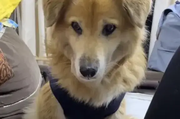 Собаки потеряшки, Иркутск, фото: Потеряшка собака на Коммунистической, 60А