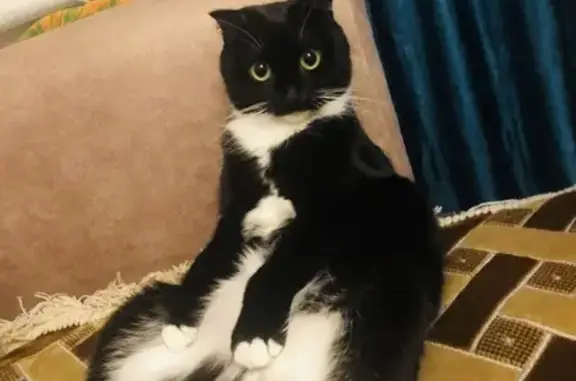 Пропала кошка, Отрадная ул., 53