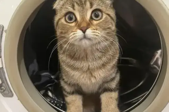 Пропала кошка, Набережночелнинский проспект