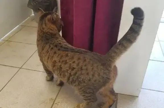 Найдена кошка, Уфа, фото: Кошка найдена на Кирова, 128 к2, Уфа