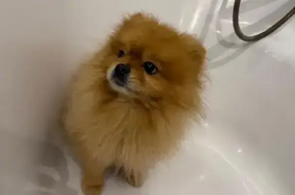 Собаки потеряшки, Калининград, фото: Потеряшка собака, Холмогорская 23, Калининград