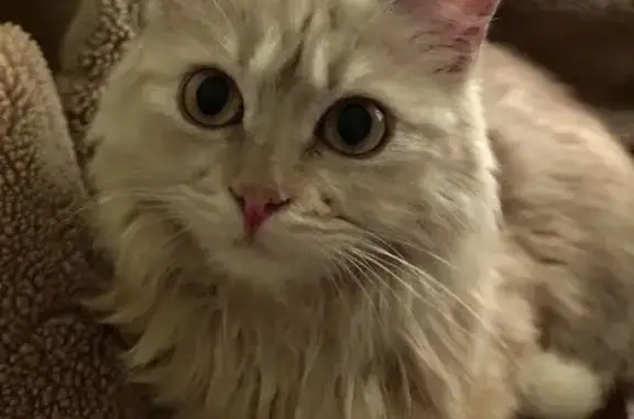 Пропала кошка, Комсомольская 18, Тимашёвск