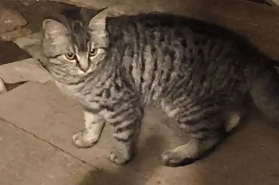 Котенок найден в подвале, Александров.