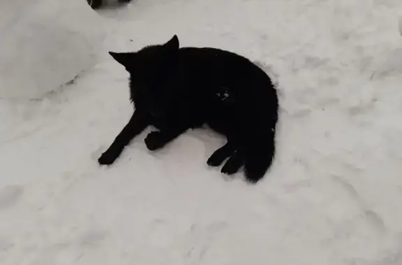 Пропала собака, Бритово, 46Н-09260