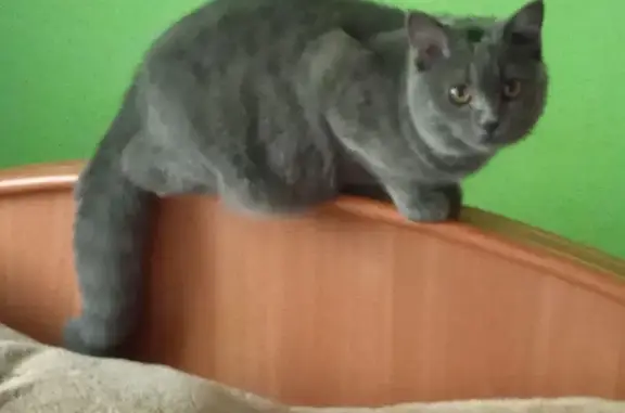 Кошки потеряшки, Гурьевск, фото: Потеряшка кошка, Степной пер., Гурьевск