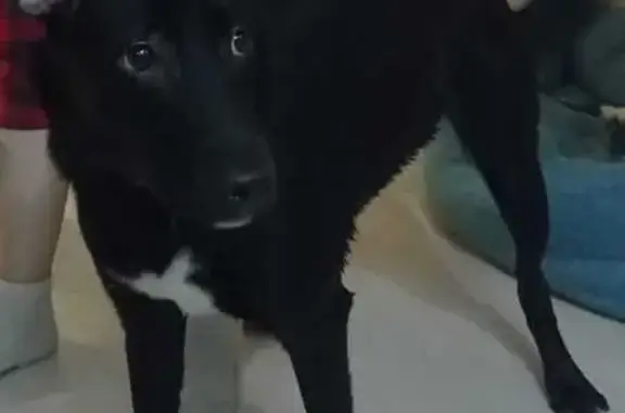 Найдена собака, Люберцы, фото: Черная собака найдена: пр. Гагарина, Люберцы