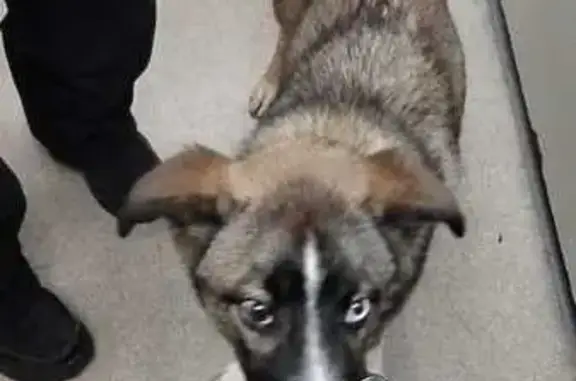 Найдена собака, Москва, фото: Собака найдена: ул. Фабрициуса, 23 к1