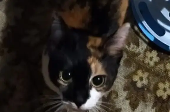 Найдена кошка, Москва, фото: Кошка найдена у Днепропетровская, 7 к1