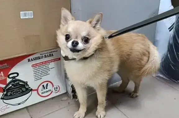 Найдена собака, Уфа, фото: Собака найдена: Невского, 8, Уфа