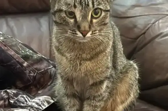 Найдена кошка, Уфа, фото: Серая кошка найдена на Театральной, Уфа