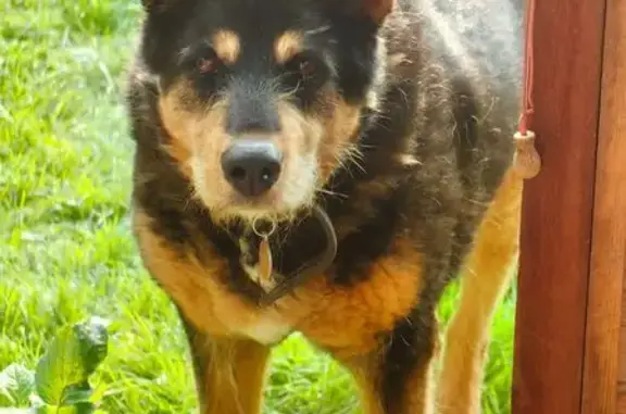 Пропала собака у Серковской школы, МО