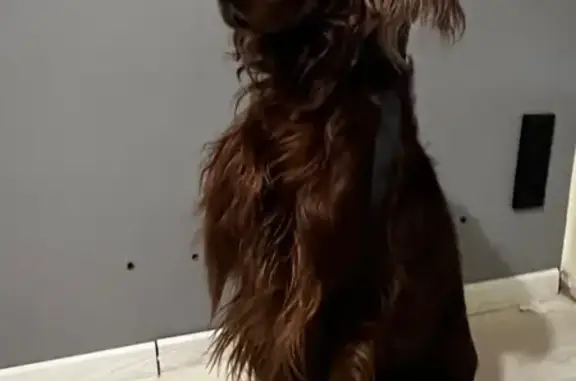 Найдена собака, Владивосток, фото: Собака найдена у пр. 100-летия Владивостока, 118