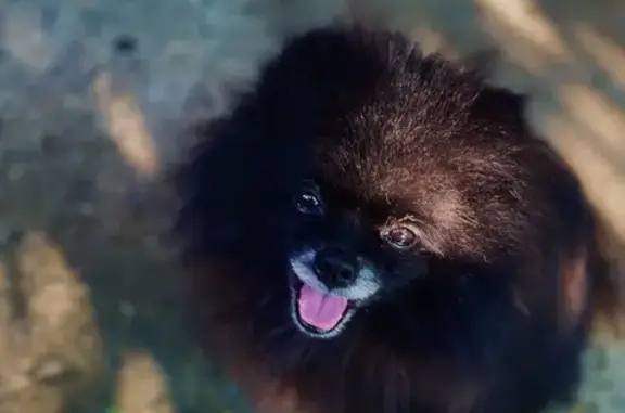 Пропал черный шпиц, ул. Коммунаров, 9