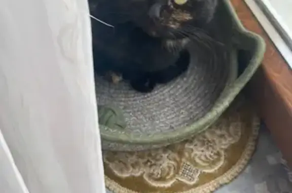 Пропала кошка, ул. Потёмкина, Зеленоградск