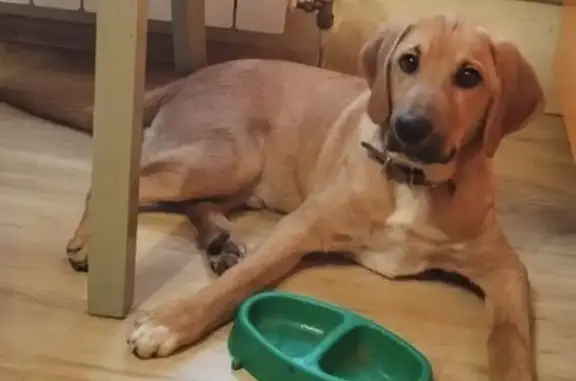 Пропала собака, 10-й Горельский пр., 8, Тула