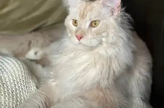 Пропал кот Густав, ул. Кораблестроителей, 39