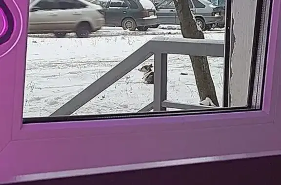 Найдена собака, Чебоксары, фото: Собака у ТД 