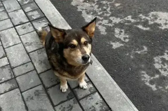 Найдена собака, Липецк, фото: Собака найдена: Октябрьская ул., 28, Липецк