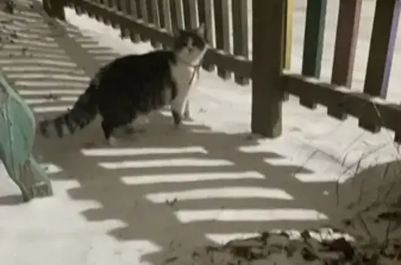 Кошки потеряшки, Чита, фото: Потеряшка кошка, Новобульварная 86, Чита