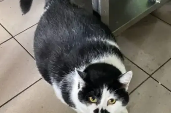 Кошки потеряшки, Калининград, фото: Потеряшка кошка на Комсомольской 75